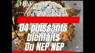 04 puissants bienfaits du nep nep ( les recettes naturelles)