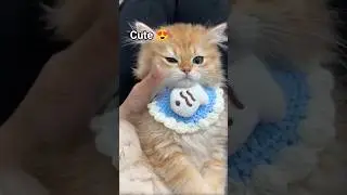 Cute kitten 😍. #kitten#cat#funny#cute#catlover#catshorts#youtubecats#MunchkinCat#CuteKittens11n