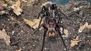 Vogelspinnen verpaarung Xenesthis immanis Nr. 2