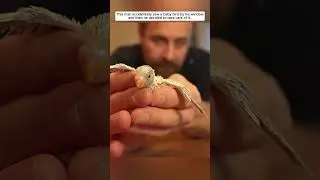 This man adopted a poor baby bird #parrot #birds #rescue #animals #wildliferescue