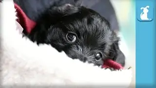 Baby Puppy In A Stocking is The Best - Puppy Love
