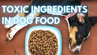23 Toxic and Harmful Ingredients In Dog Food To Avoid