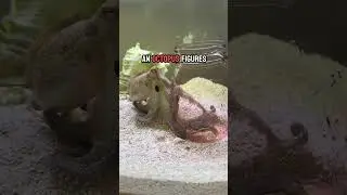 Tommy the octopus first jar feeding 