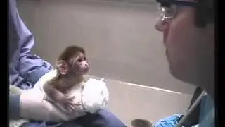 Neonatal Imitation in Rhesus Macaques pbio 0040302 sv001