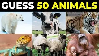 Guess the Wildlife: A Fun Animal Identification Game!