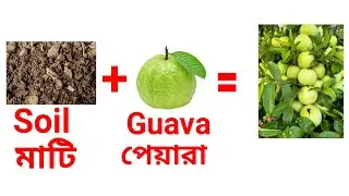 Guava seedlings preparation in one month. Guava tree planting.পেয়ারা গাছের চারা তৈরি এক মাসে ।