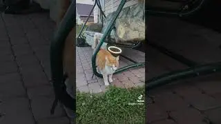 Тишка