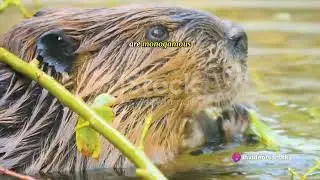amazing facts about beaver