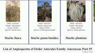 List of Angiosperms of Order Asterales Family Asteraceae Part 55 sticky stoebe stemless stinking