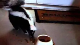 skunk eating cat food
