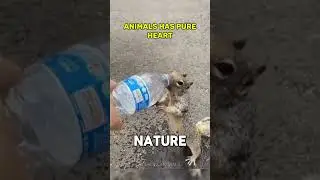 Tiny squirrel asked help from human! #shorts #squirrel #animals #help #kindness
