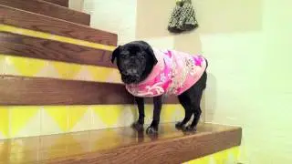 Picadou Models Her Spring Pug Snuggly Coat
