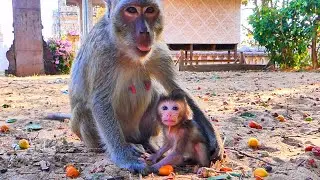 Mama Monkey MANDA Welcomes Her Newborn Baby Girl | Sweet Family Bonding Moment 🐒💛