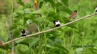 The Munia Gang, Tricolour & Scally breasted Munias in the company of silver bills & Baya weavers...