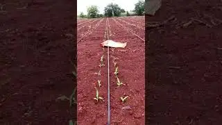 Field lines straight and ready for planting. 🌾🪴Hashtags: #FarmSetup #RuralWorkday #PlantingTime