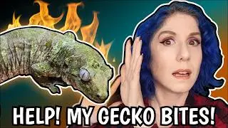 Why Is My Gecko Biting Handling Defensive Geckos Safely
