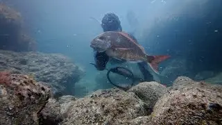 Советы и методы подводной охоты на мелководье
