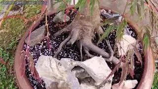 Bonsai  2021