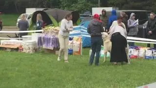 Агат в ринге. На выставке Ренессанс 2016. Судья Сенашенко Е.В.