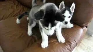 Siberian Husky now 7 weeks old!