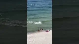 Shark feeds on stingrays near busy beach in Alabama #shorts