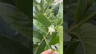 My seed grown tropical pink guava is flowering 🤩#pinkguava #tropical #london #garden
