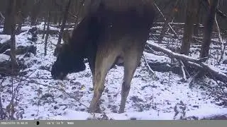 Who was captured by a camera trap in the forest for 2 weeks 😱 FINALLY, HE GOT CAUGHT!!!
