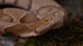 Do You Know the Most Dangerous Venomous Snakes in the United States?