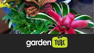Tropical pot recipe