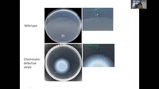 Collective motion enhances Bacteria swarm Chemotaxis by Junhua Yuan
