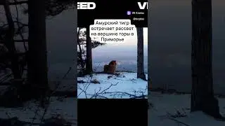 Благородному тигру захотелось спать  #story #tiger #fantasy #legend #music #mem #tiktok #shorts