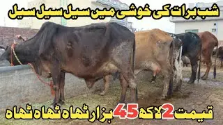 حمزہ باجوہ سیالکوٹ 5 خوبصورت گائے 2 جھوٹیاں دستیاب 3 فروری 2026 Farming and Business Ideas 