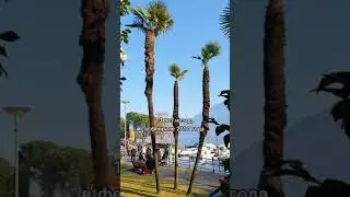 Камелии - символ новых начинаний в Локарно, Швейцария