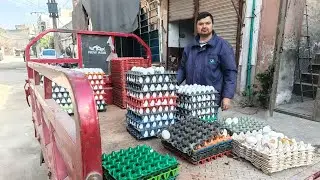 Lahore eggs business|Andy ka karobr|eggs rate today |Lahore eggs market|business