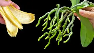 Use banana peels immediately. Rootless orchids grow new roots and bloom all year long