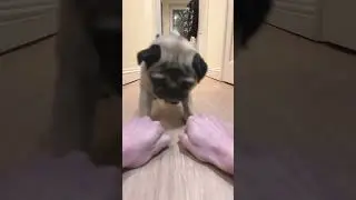 УМНАЯ собака!! 😋 #мопсы #мопс #собака-мопс #смешныесобаки