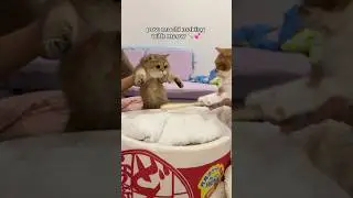 cats making mochi 🫢 #cat