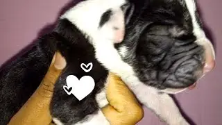 😻Adorable ChubbY Great dane Puppies!!!🐾🐶 #greatdane #dog #youtubevideo  Part -1❤