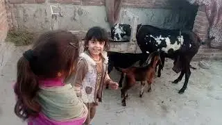 Ghar ki chat pe bakri farming kesi h?