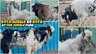 KOTA JUNGLE ke BADE KOTA Bakre at The JUNGLE Pune by Maaz Goats