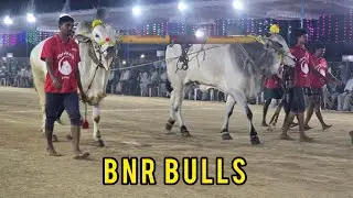 రెంటచింతల ఆరుపళ్ళు 14జత.BNR. Bulls. బత్తుల శ్రీనివాసరావు గారు. నవులూరు గ్రామం మంగళగిరి మండలం