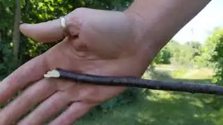 TRM Neutron and Spartan Harsey Folder cutting vines and branches