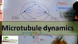 Microtubule polymerization, trade milling and function