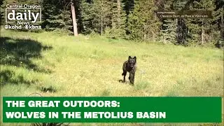 The Great Outdoors: Wolves in the Metolius Basin