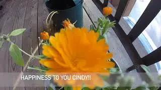cindy62movie
