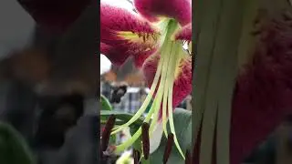 Hummingbird Moth (a surprising & beautiful sight at a local garden centre!)