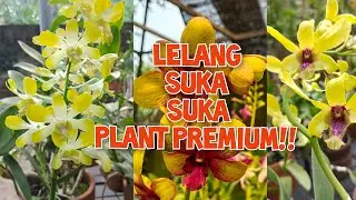LELANG ANGGREK OB 50RB PLANT JOSS ❤❤ ADMIN 085655696848