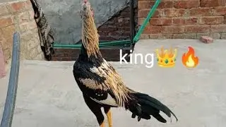 Java Patha |King|👑👑🔥🔥