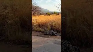 Leopard Unbelievable Attacks By info wild news