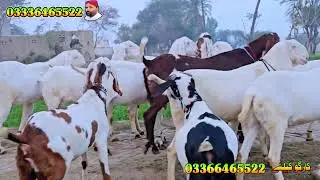 ٹاپ کلاس راجن پوری اور لائلپوری گبن بکریاں ریٹ سن کر آپ حیران ہو جاؤ گے جلدی رابطہ کریں بھائی جان 